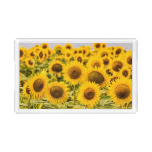 Farms A Sunflower Field Acrylic Tray