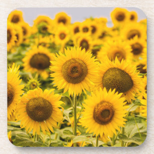 Farms A Sunflower Field Beverage Coaster