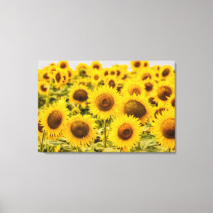 Farms A Sunflower Field Canvas Print