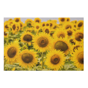 Farms A Sunflower Field Faux Canvas Print