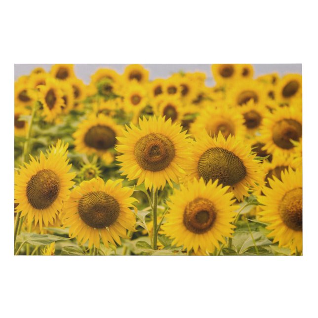 Farms | A Sunflower Field Faux Canvas Print (Front)