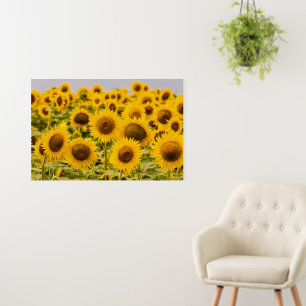 Farms   A Sunflower Field Foam Board