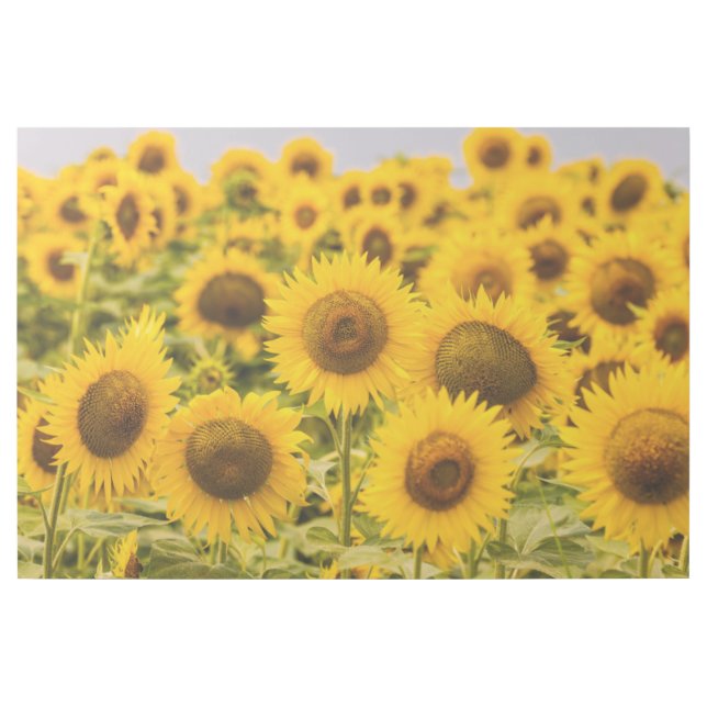 Farms | A Sunflower Field Gallery Wrap (Front)