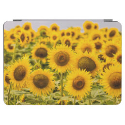 Farms | A Sunflower Field iPad Air Cover