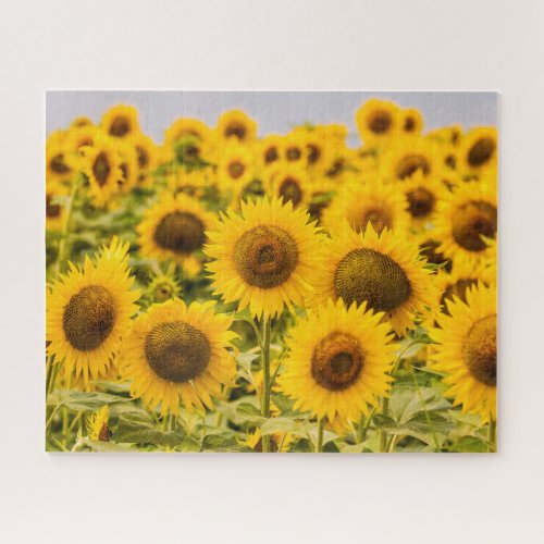 Farms  A Sunflower Field Jigsaw Puzzle