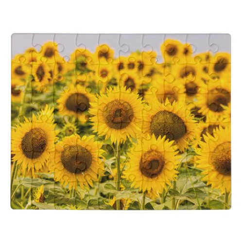 Farms  A Sunflower Field Jigsaw Puzzle