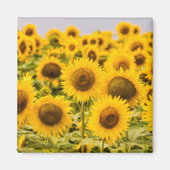 Farms | A Sunflower Field Magnet (Front)