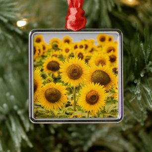 Farms   A Sunflower Field Metal Ornament