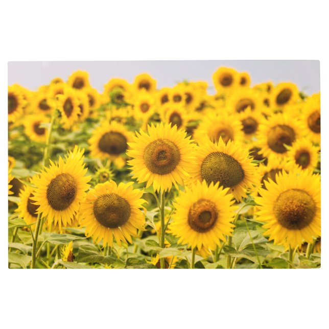 Farms | A Sunflower Field Metal Print (Front)