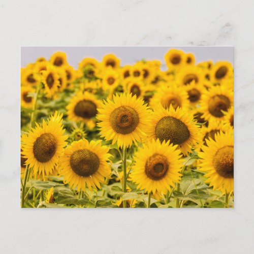 Farms  A Sunflower Field Postcard