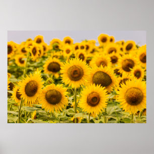 Farms A Sunflower Field Poster