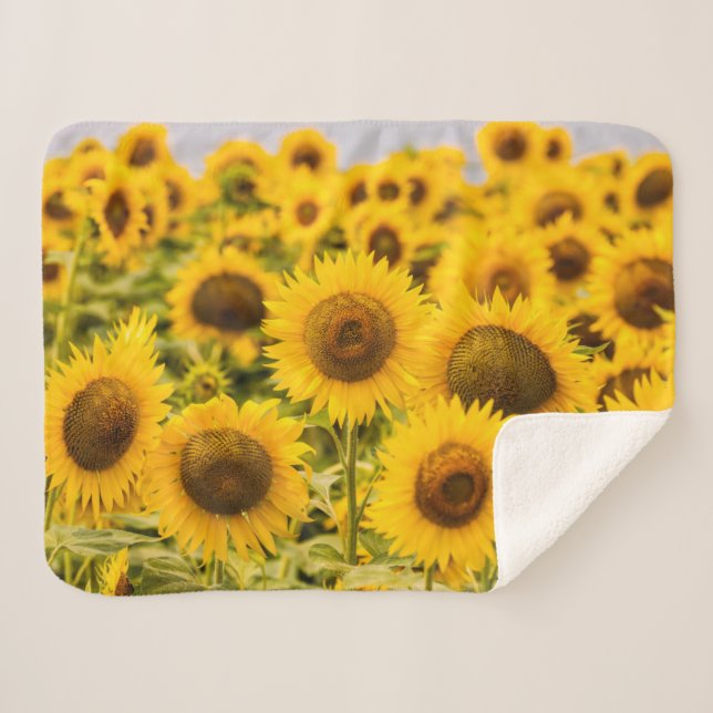 Farms | A Sunflower Field Sherpa Blanket (Front (Horizontal))