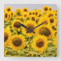 Farms | A Sunflower Field