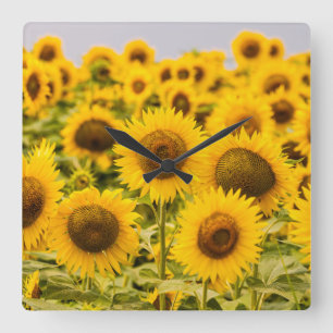 Farms A Sunflower Field Square Wall Clock