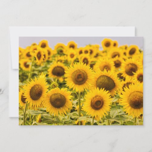 Farms  A Sunflower Field Thank You Card