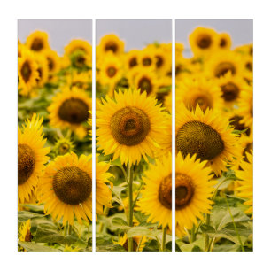 Farms   A Sunflower Field Triptych