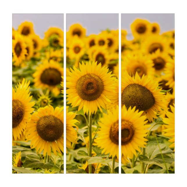 Farms | A Sunflower Field Triptych (Front)