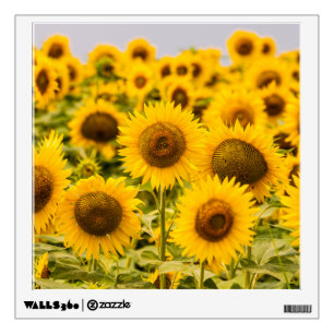 Farms   A Sunflower Field Wall Decal
