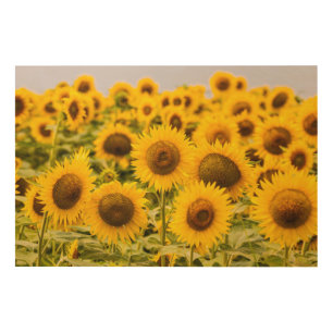 Farms A Sunflower Field Wood Wall Art