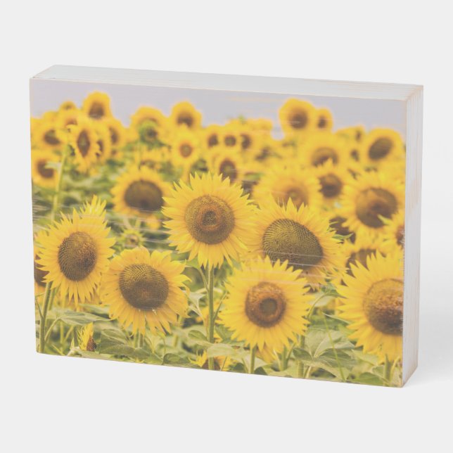 Farms | A Sunflower Field Wooden Box Sign (Angled Horizontal)