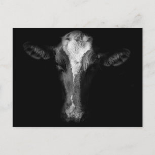Farms B&W Cow Head Shot Postcard