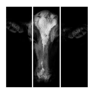 Farms B&W Cow Head Shot Triptych