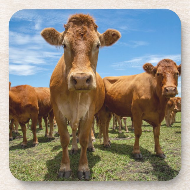 Farms | Brown Cow Group Beverage Coaster (Front)