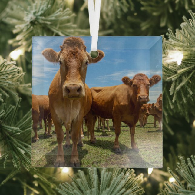 Farms | Brown Cow Group Glass Ornament (Insitu)