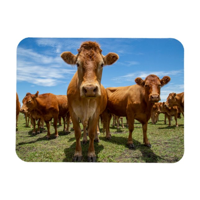 Farms | Brown Cow Group Magnet (Horizontal)