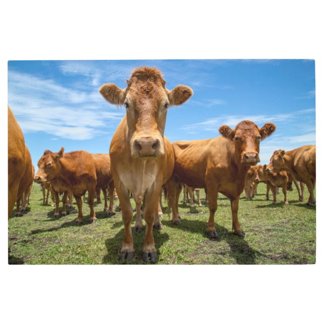 Farms | Brown Cow Group Metal Print (Front)