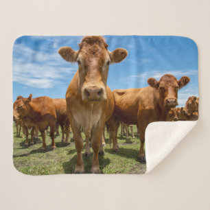 Farms Brown Cow Group Sherpa Blanket