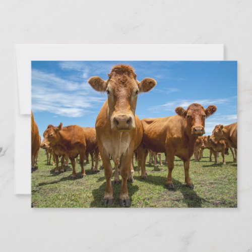 Farms  Brown Cow Group Thank You Card