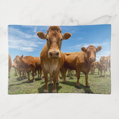 Farms  Brown Cow Group Trinket Tray