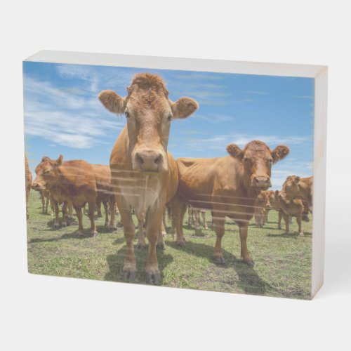 Farms  Brown Cow Group Wooden Box Sign