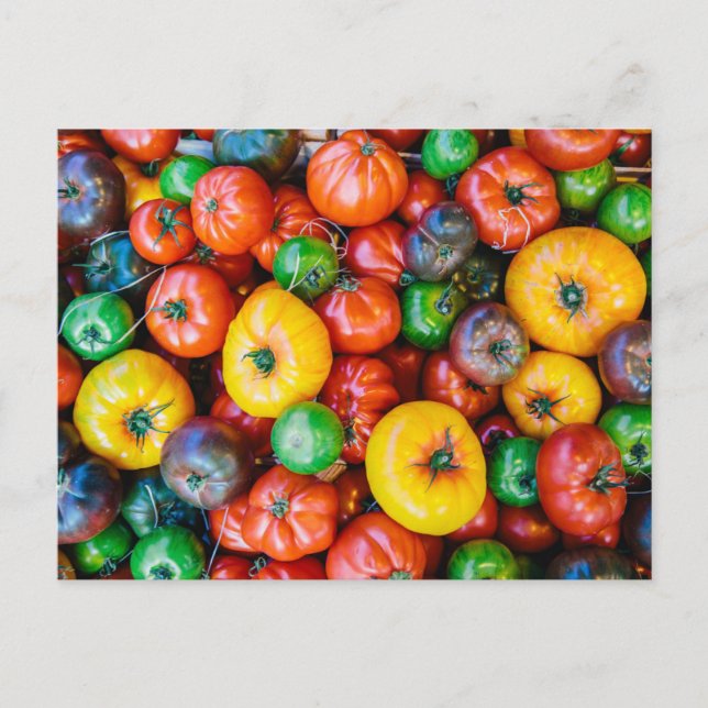 Farms | Colorful Tomato Harvest Postcard (Front)