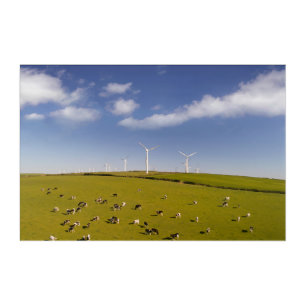 Farms Cows Near Windmill Farm Acrylic Print