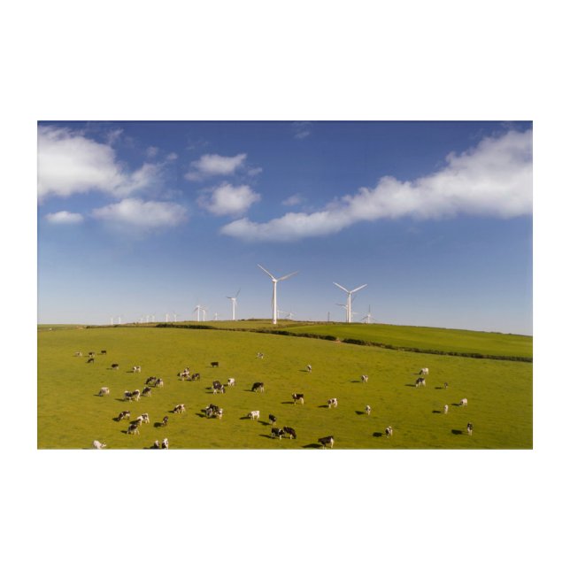 Farms | Cows Near Windmill Farm Acrylic Print (Front)