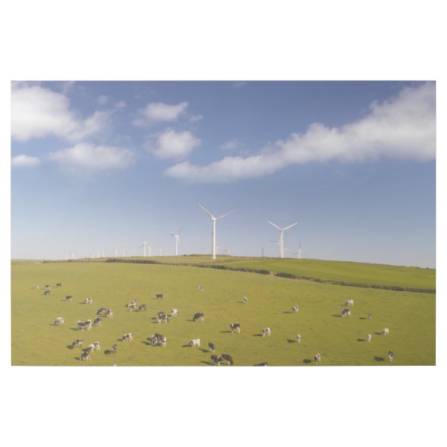 Farms | Cows Near Windmill Farm Gallery Wrap (Front)