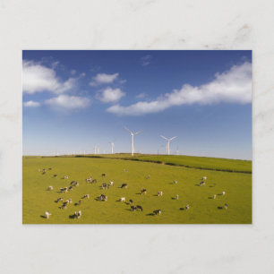 Farms Cows Near Windmill Farm Postcard