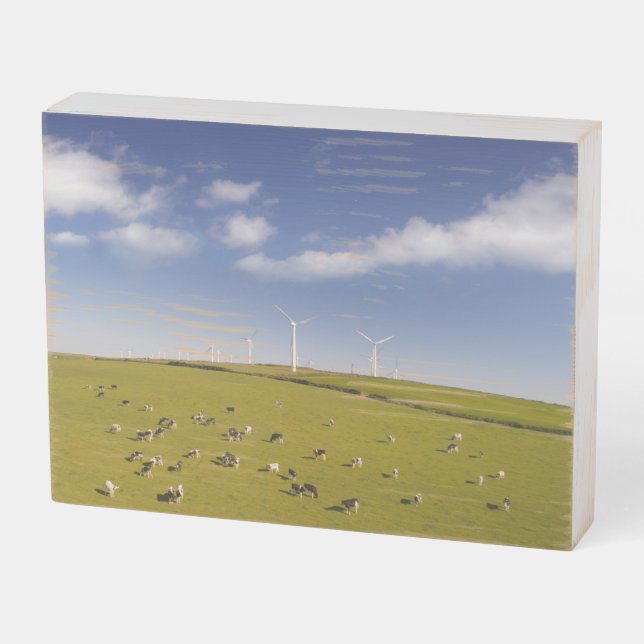 Farms | Cows Near Windmill Farm Wooden Box Sign (Angled Horizontal)