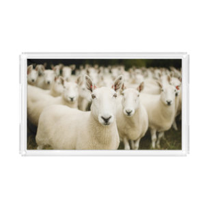 Farms Herd of Sheep Acrylic Tray