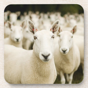Farms Herd of Sheep Beverage Coaster