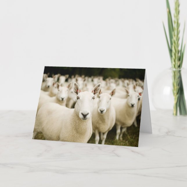Farms | Herd of Sheep Card (Front)