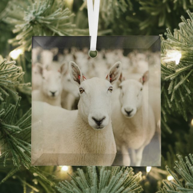 Farms | Herd of Sheep Glass Ornament (Insitu)