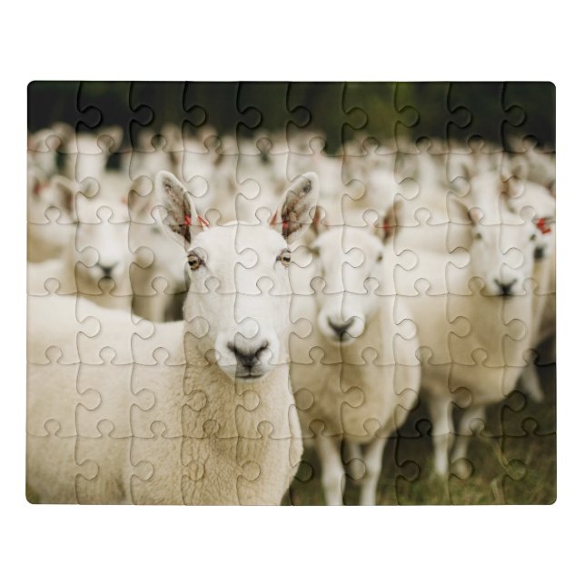 Farms | Herd of Sheep Jigsaw Puzzle (Puzzle Horizontal)
