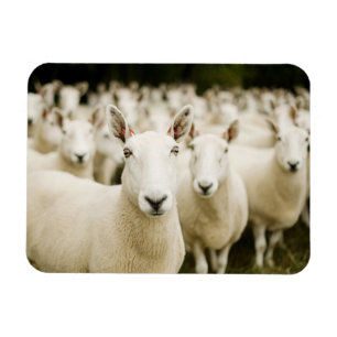 Farms Herd of Sheep Magnet