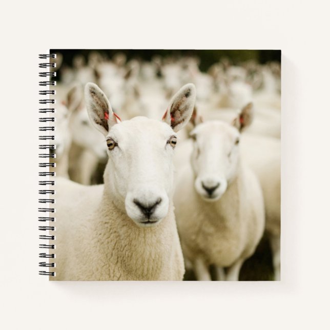 Farms | Herd of Sheep Notebook (Front)