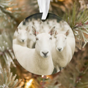 Farms   Herd of Sheep Ornament