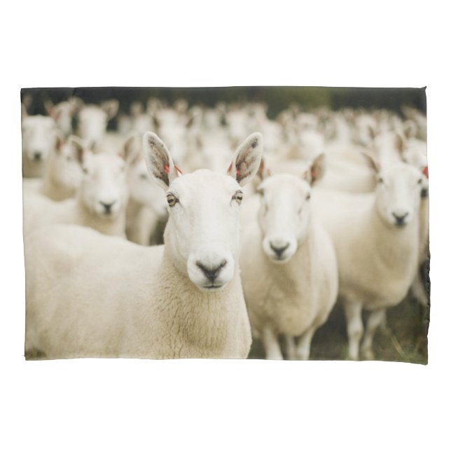 Farms | Herd of Sheep Pillow Case (Front)