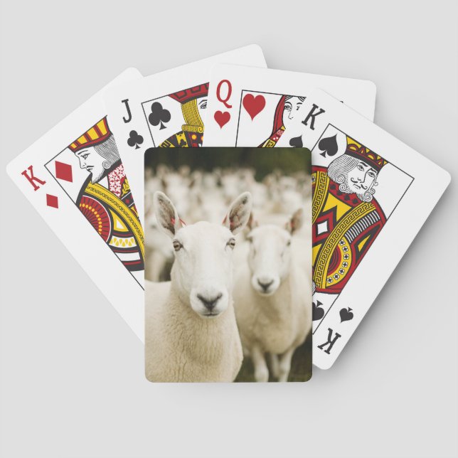 Farms | Herd of Sheep Poker Cards (Back)